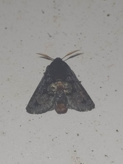 Euphobetron cupreitincta