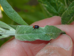 Cryptocephalus sanguinicollis