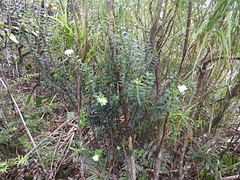 Pimelea gnidia