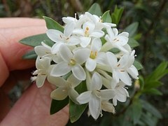 Pimelea gnidia