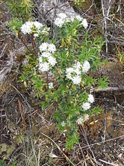 Pimelea gnidia