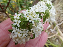 Pimelea gnidia