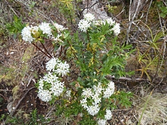 Pimelea gnidia