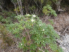 Macrolearia oporina