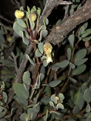 Roepera debilis