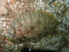 Zeugopterus punctatus