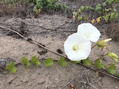 Calystegia macrostegia amplissima
