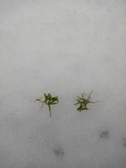 Herzogiella striatella