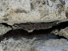 Gonatodes albogularis