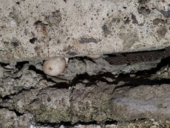 Gonatodes albogularis