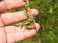 Limeum viscosum transvaalense