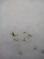 Herzogiella striatella