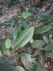 Maesa japonica