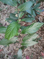 Maesa japonica