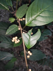 Maesa japonica