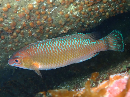 Representative image of Centrolabrus