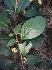 Maesa japonica