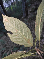 Clerodendrum cyrtophyllum