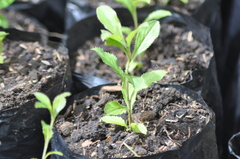 Escallonia paniculata