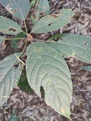 Clerodendrum cyrtophyllum