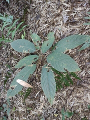 Clerodendrum cyrtophyllum