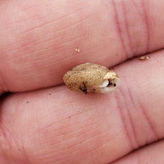 Inflectarius inflectus