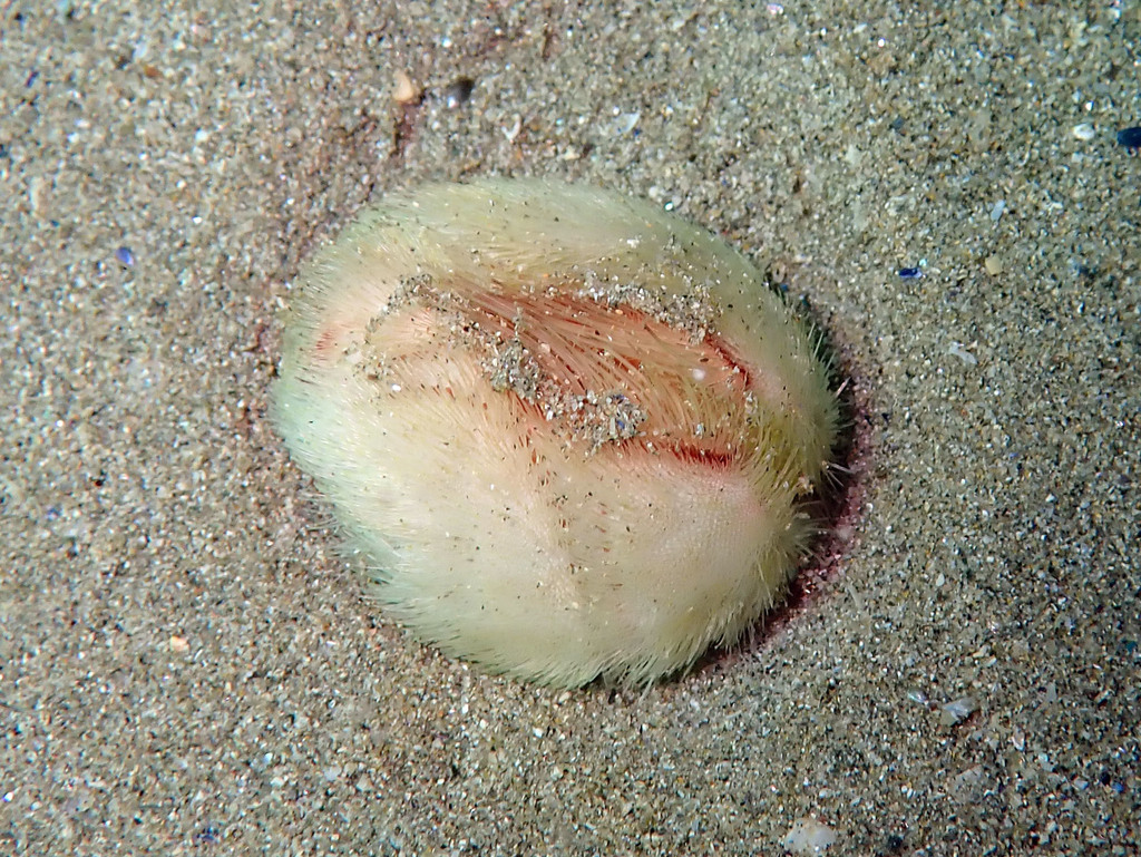 Gewöhnlicher Herzigel