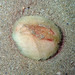 Sea Potato - Photo (c) Sylvain Le Bris, some rights reserved (CC BY-NC), uploaded by Sylvain Le Bris