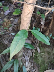 Gardneria multiflora