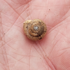 Inflectarius inflectus