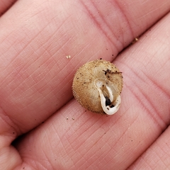 Inflectarius inflectus