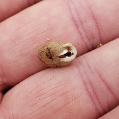 Inflectarius inflectus