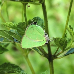 Cyanophrys herodotus