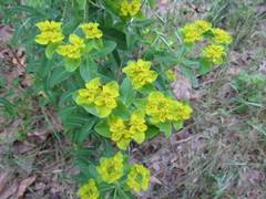 Euphorbia oblongata