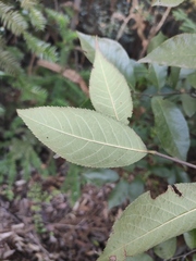 Photinia parvifolia