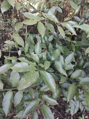 Photinia parvifolia