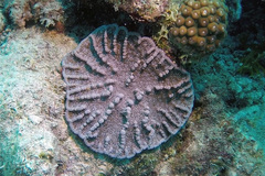 Mycetophyllia