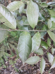 Photinia parvifolia