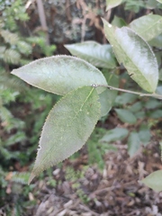 Photinia parvifolia