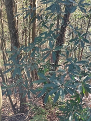 Elaeocarpus decipiens