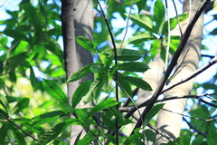 Elaeocarpus decipiens