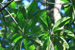 Elaeocarpus decipiens