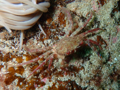 Liocarcinus corrugatus