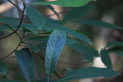 Elaeocarpus decipiens