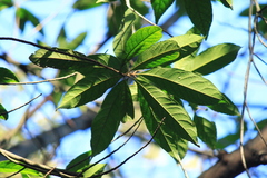 Elaeocarpus decipiens