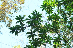 Elaeocarpus decipiens