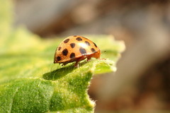 Henosepilachna sumbana