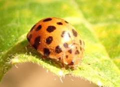 Henosepilachna sumbana