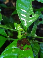 Faramea guianensis