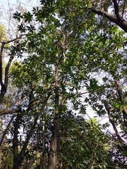 Elaeocarpus decipiens